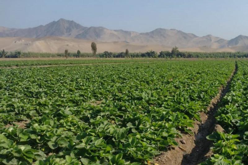 Factores clave que influyen en la productividad del cultivo de fresa
